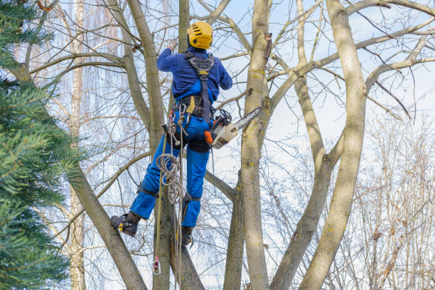 Best Arborist Consultation Services  in River Ridge, FL