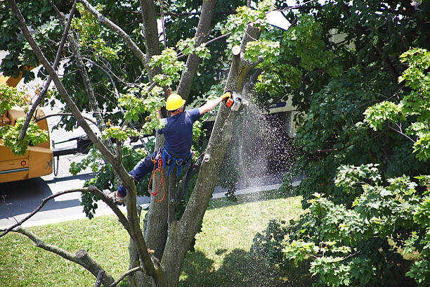 Best Tree Mulching  in River Ridge, FL